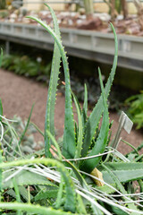 Aloe Dyeri plant in Saint Gallen in Switzerland