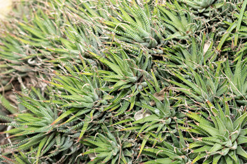 Haworthia Fasciata plant in Saint Gallen in Switzerland