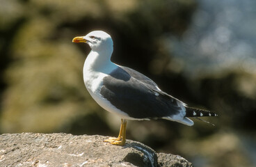 Goéland brun,.Larus fuscus, Lesser Black backed Gull
