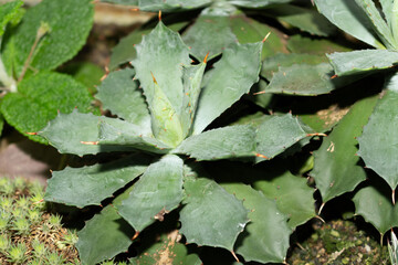 Agave Isthmensis plant in Saint Gallen in Switzerland