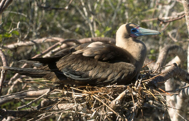Fou à pieds rouges, nid,.Sula sula , Red footed Booby, Archipel des Galapagos, Equateur