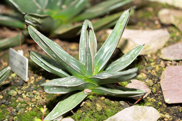 Queen Victoria agave or Agave Victoriae-reginae plant in Saint Gallen in Switzerland