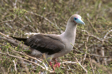 Fou à pieds rouges,.Sula sula , Red footed Booby, Archipel des Galapagos, Equateur