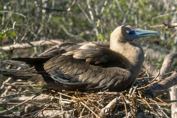 Fou à pieds rouges, nid,.Sula sula , Red footed Booby, Archipel des Galapagos, Equateur