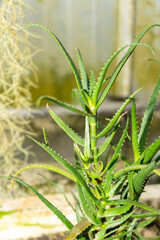 Aloe Cyrtophylla plant in Saint Gallen in Switzerland