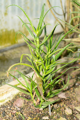 Aloe Cyrtophylla plant in Saint Gallen in Switzerland
