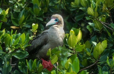 Fou à pieds rouges,.Sula sula , Red footed Booby, Archipel des Galapagos, Equateur