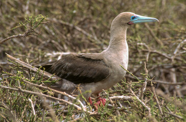 Fou à pieds rouges,.Sula sula , Red footed Booby, Archipel des Galapagos, Equateur