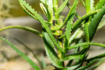 Aloe Cyrtophylla plant in Saint Gallen in Switzerland