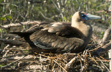 Fou à pieds rouges, nid,.Sula sula , Red footed Booby, Archipel des Galapagos, Equateur