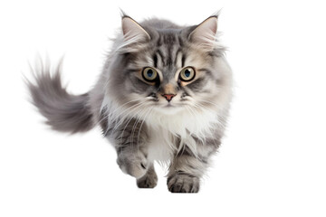 Running Cat Embodies Agility on a White or Clear Surface PNG Transparent Background