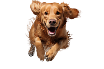 Running Golden Retriever Dog on a White or Clear Surface PNG Transparent Background
