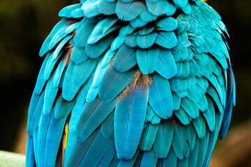 blue and yellow macaw (ara arauna) close up in bolivia