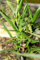 Aloe Cyrtophylla plant in Saint Gallen in Switzerland
