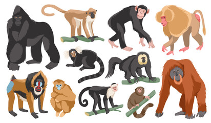 Cartoon different breeds monkeys. Funny exotic animals, tropical wildlife, various mammal primates, gorilla and orangutan, chimpanzee, gorilla and mandrill. Jungle inhabitants tidy vector set - obrazy, fototapety, plakaty