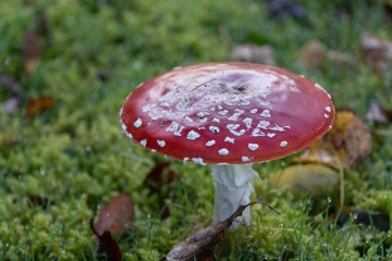 fly mushroom in forest
