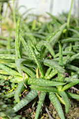 Fototapeta premium Aloe Ellenbeckii plant in Saint Gallen in Switzerland