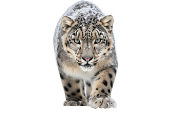 Snow Leopard Majestic Himalayan Cat on a White or Clear Surface PNG Transparent Background