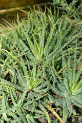 Spider aloe or Aloe Humilis plant in Saint Gallen in Switzerland