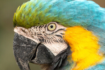 blue and yellow macaw (ara arauna) close up in bolivia