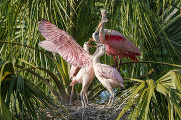 Roseate Spoonbill adult feeding chicks