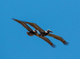 Fototapeta premium Birds in Flight: Graceful Avian Movement Against a Vibrant Blue Sky