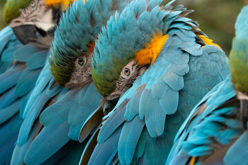blue and yellow macaw (ara arauna) close up in bolivia