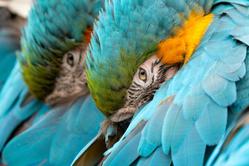 blue and yellow macaw (ara arauna) close up in bolivia