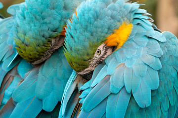 Obraz premium blue and yellow macaw (ara arauna) close up portrait in bolivia