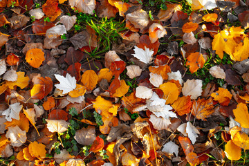 Fallen Leaves