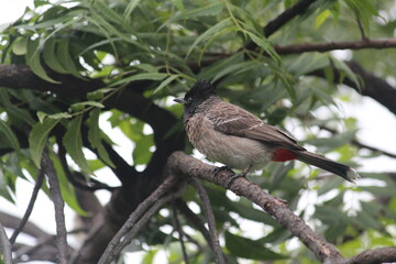 Red-vented bulbul at green tree branch