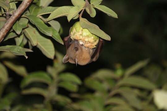 Bat eat gouva at green tree