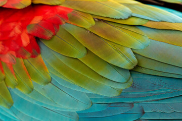 Fototapeta premium Ara chloropterus (Red-and-green Macaw) close up feathers