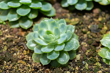 Mexican snow ball or Echeveria Elegans plant in Saint Gallen in Switzerland