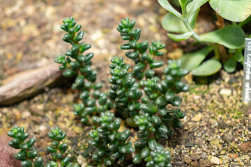 Sedum Furfuraceum plant in Saint Gallen in Switzerland