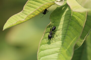 black ant on green leaf