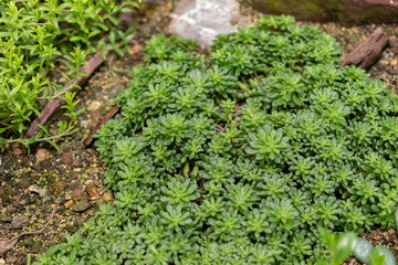 Monanthes Muralis plant in Saint Gallen in Switzerland