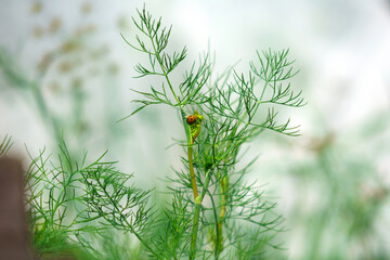 Green dill with ladybug. Natural background. Selective focus