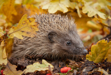 Hedgehog in autumn leaves wild, free roaming hedgehog, taken from a wildlife hide to monitor the...