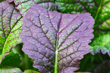 Mustard greens are one of the popular leaf vegetables harvested mustard greens in garden.