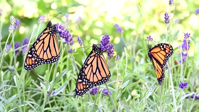 4K HD video of three Monarch Butterfly, recently emerged from their chrysalis hanging from purple Lavender flowers, wings drying in the wind. One re-positions to get a better grip on the flowers.
