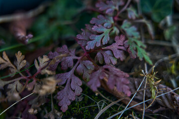 purple geranium of san roberto