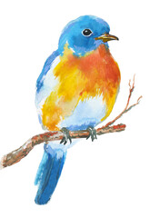 Watercolor illustration of blue bird sitting on a twig, hand drawn illustration on white