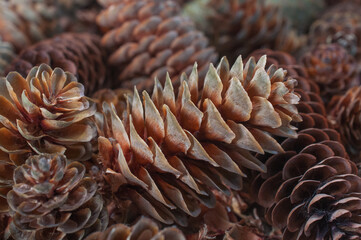 Naklejka na ściany i meble A heap of many various brown fir cones close up front view