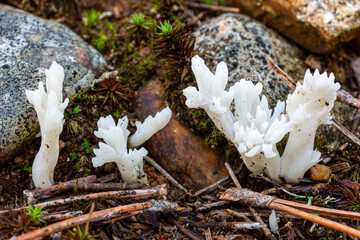 Clavulina rugosa. Wrinkled coral fungus, on pine forest floor.