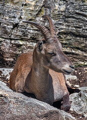 Alpine ibex on the rock. Latin name - Capra ibex	
