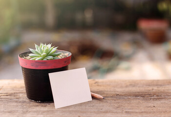 Naklejka na ściany i meble Succulent plant and paper