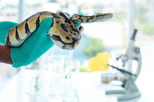 Hands of scientists are working to study snakes in the laboratory, study of biology on reptiles, ball python in lab