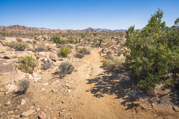 hiking the lost horse mine loop trail in joshua tree national park, california, usa