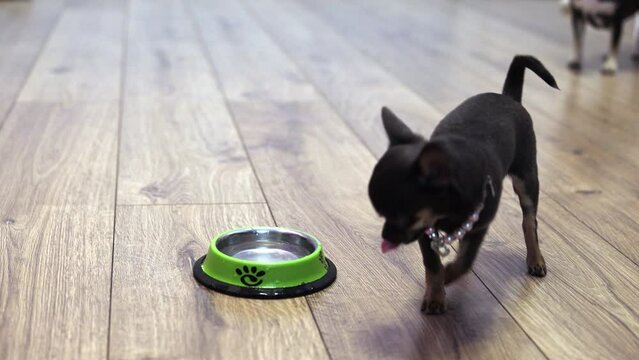 Puppy eats fluid food. A Chihuahua dog drink water from a green bowl. Smooth-haired purebred black Chihuahua. Balanced nutrition and diet for pets